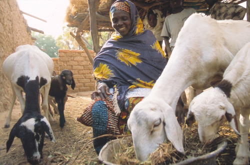 Women in the village of Mokko, in southwestern Niger use loans to purchase goats and cattle, to build small businesses, and to feed and clothe their children. These goats are the prized possession of a woman who purchased them with money she saved through CARE's Mata Masu Dubara, Women on the Move program