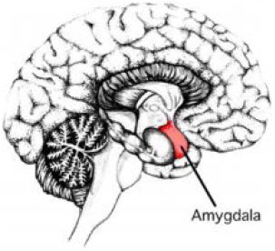 Amygdala