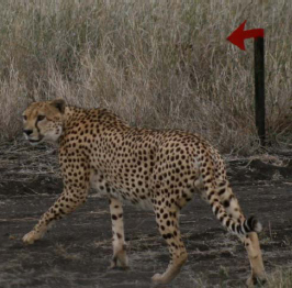 Cheetah on the Marathon Course