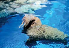 Ocean Park's Polar Adventure attraction in Hong Kong