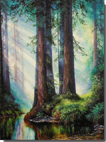 Redwood trees
