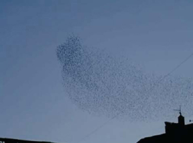 A Decentralized System with No Vision (A Swarm of Swallows Over the Vatican)