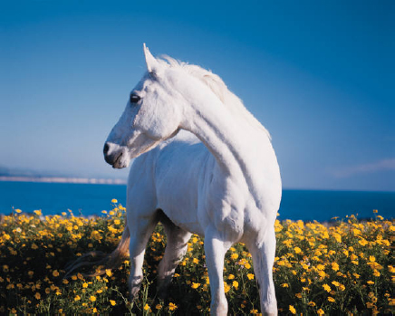 The Horse Story