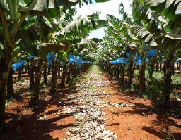 Typical banana plantation in Mozambique