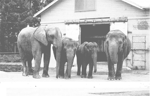 Elephants pause in front of the old elephant barn at the Woodland Park Zoo