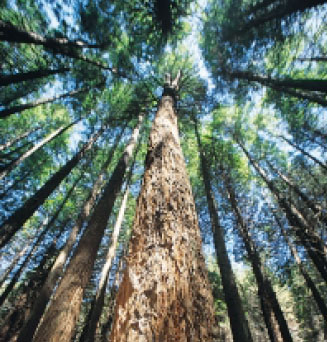 Ma·tu·ri·ty noun, 21st century. synonym: survival