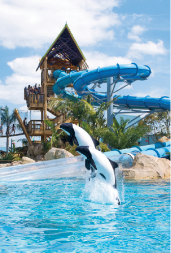 DOLPHIN PLUNGE