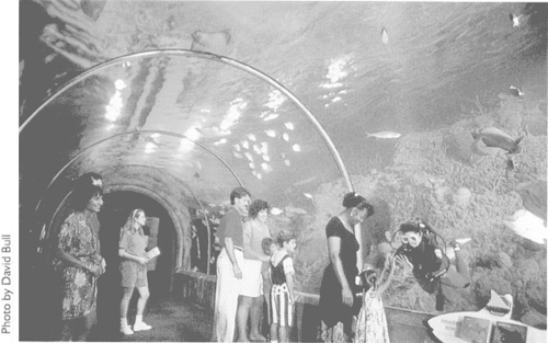 Guests to the aquarium are amazed by the transparent underwater coral tunnel, which holds 150,000 gallons of water to recreate the natural drama of a Caribbean reef environment. The stars of this 11O,OOO-square-foot environmental showcase are the fish, fauna, and wildlife that are exhibited in four major exhibits and exude the aquarium's central theme-seeing “life up close” in the waters and habitats of the Americas