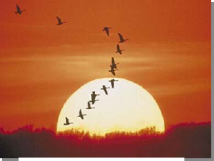 Vee Formation